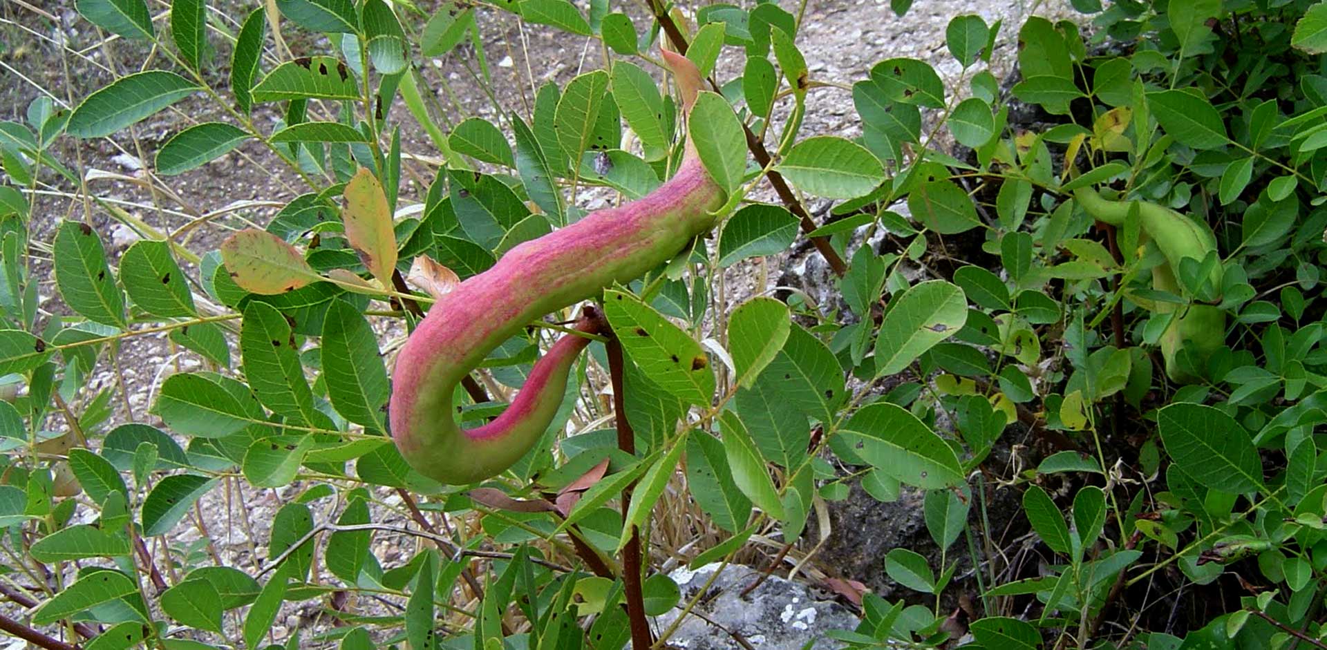 baizongia-pistaciae